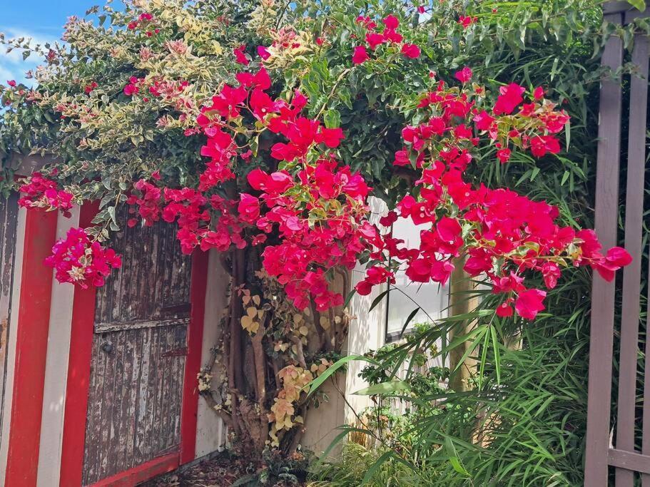 Secret Cottage Waitara Exterior photo
